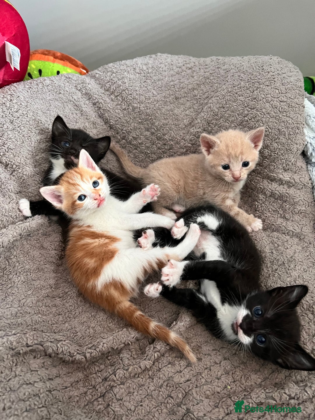 Mixed Breed cats for sale: Kittens for Sale £185 - Image 1