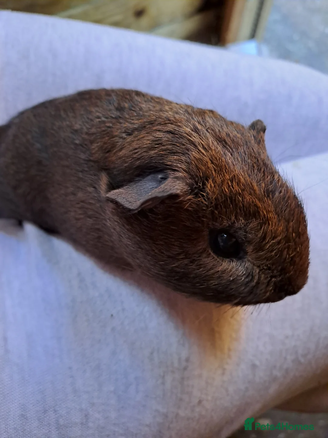 Guinea Pig rodents for sale: Baby guinea pig for sale 7 weeks old  - Advert 2