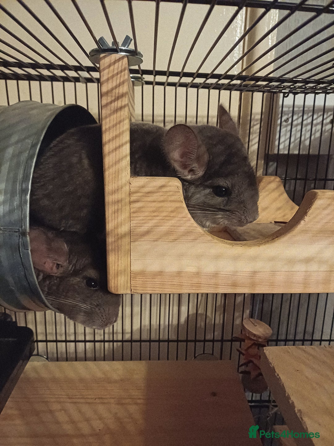 Chinchilla rodents for sale: 2 gorgeous chinchilla brothers 1 year old - Image 2