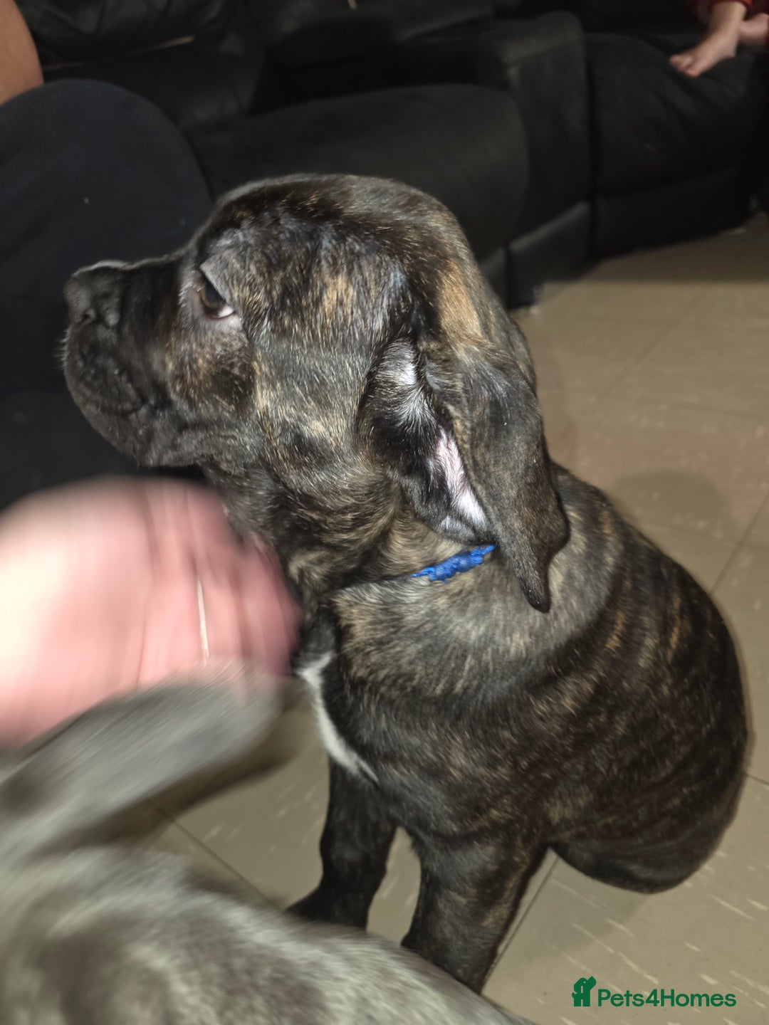 Cane Corso dogs for sale: Gorgeous cane corso puppies  - Advert 5