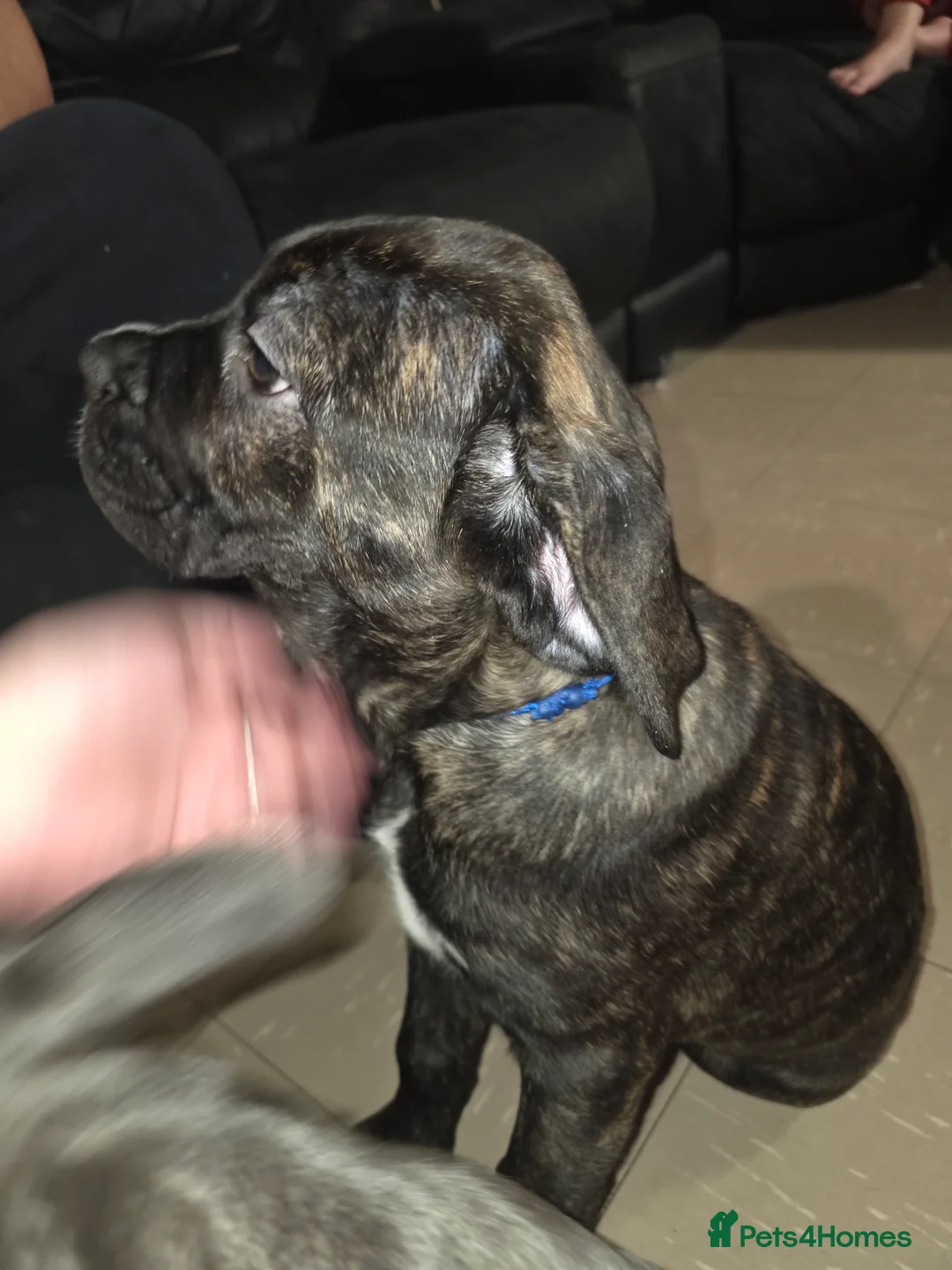 Cane Corso dogs for sale: Gorgeous cane corso puppies  - Advert 3