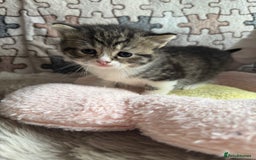 British Shorthair cats for sale: British shorthair cat  - Advert 15