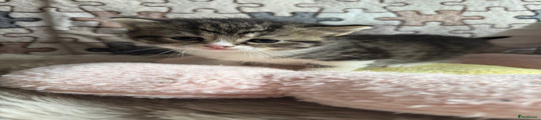 British Shorthair Kitten 3