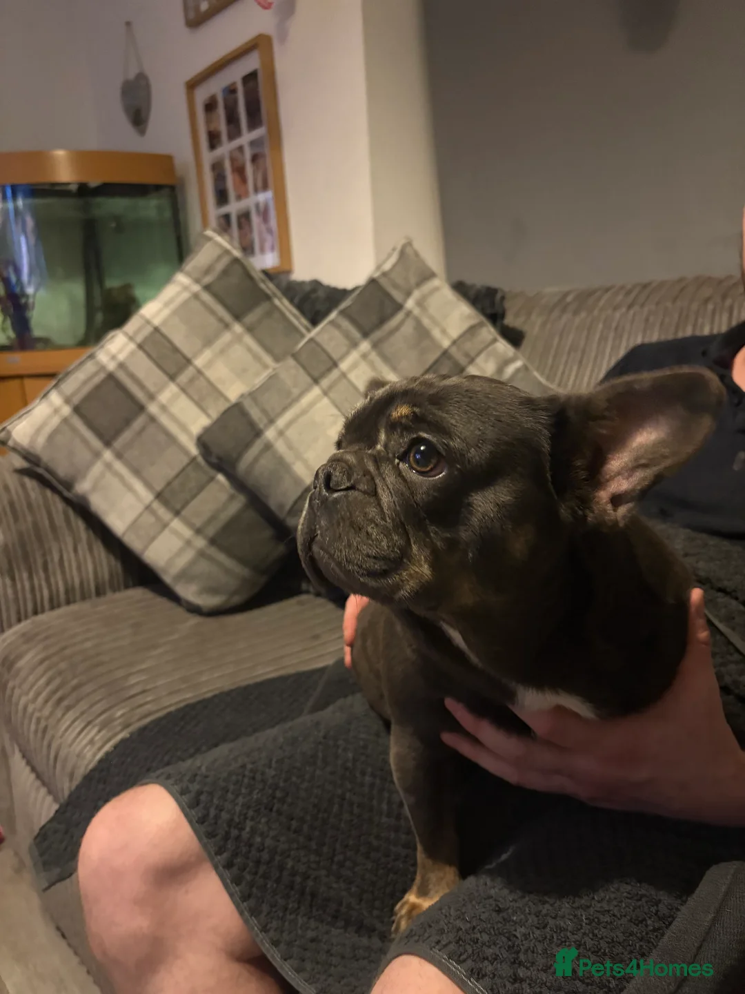 French Bulldog dogs for sale: Beautiful super friendly frenchie girl - Advert 1