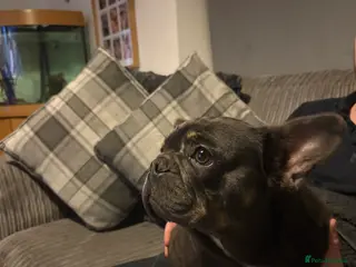 French Bulldog dogs Beautiful super friendly frenchie girl - Advert 1