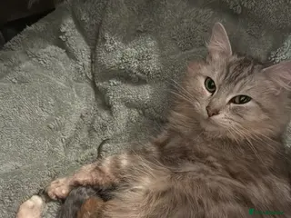 Maine Coon cats Baby maincoon cross persian 3 boys remaining - Advert 2