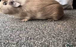 Guinea Pig rodents for sale: Baby guinea pigs - pet and show quality - Image 4