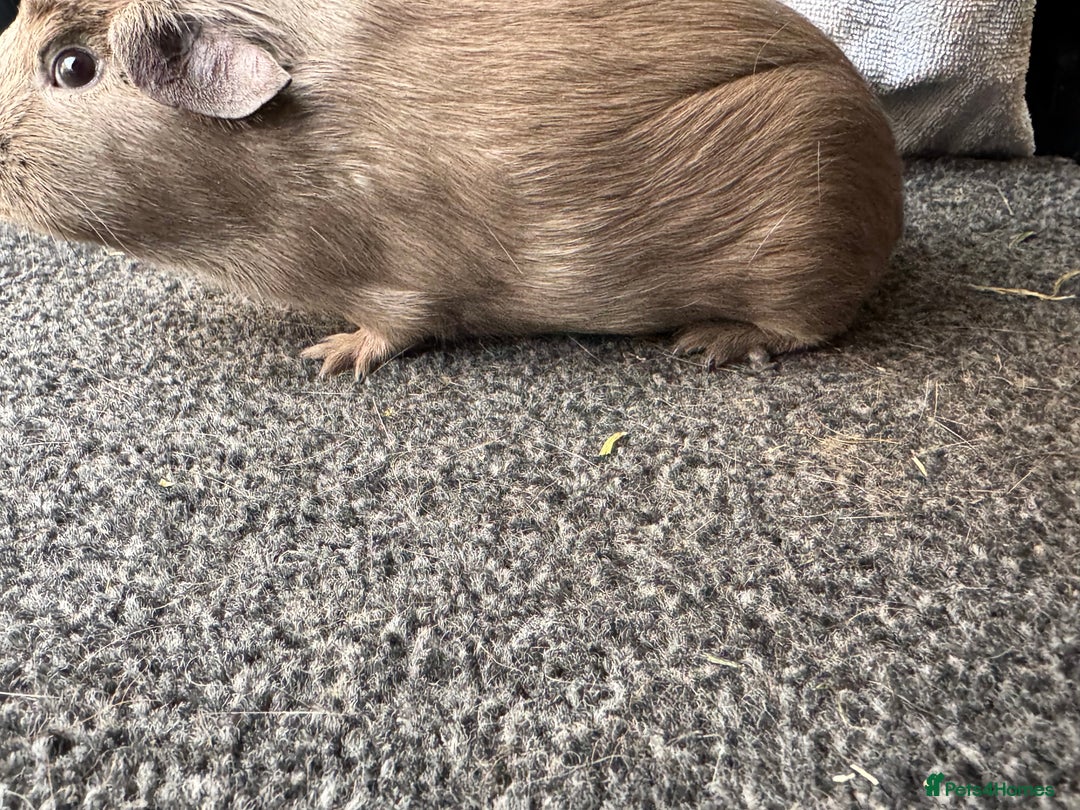 Guinea Pig rodents for sale: Baby guinea pigs - pet and show quality - Image 4