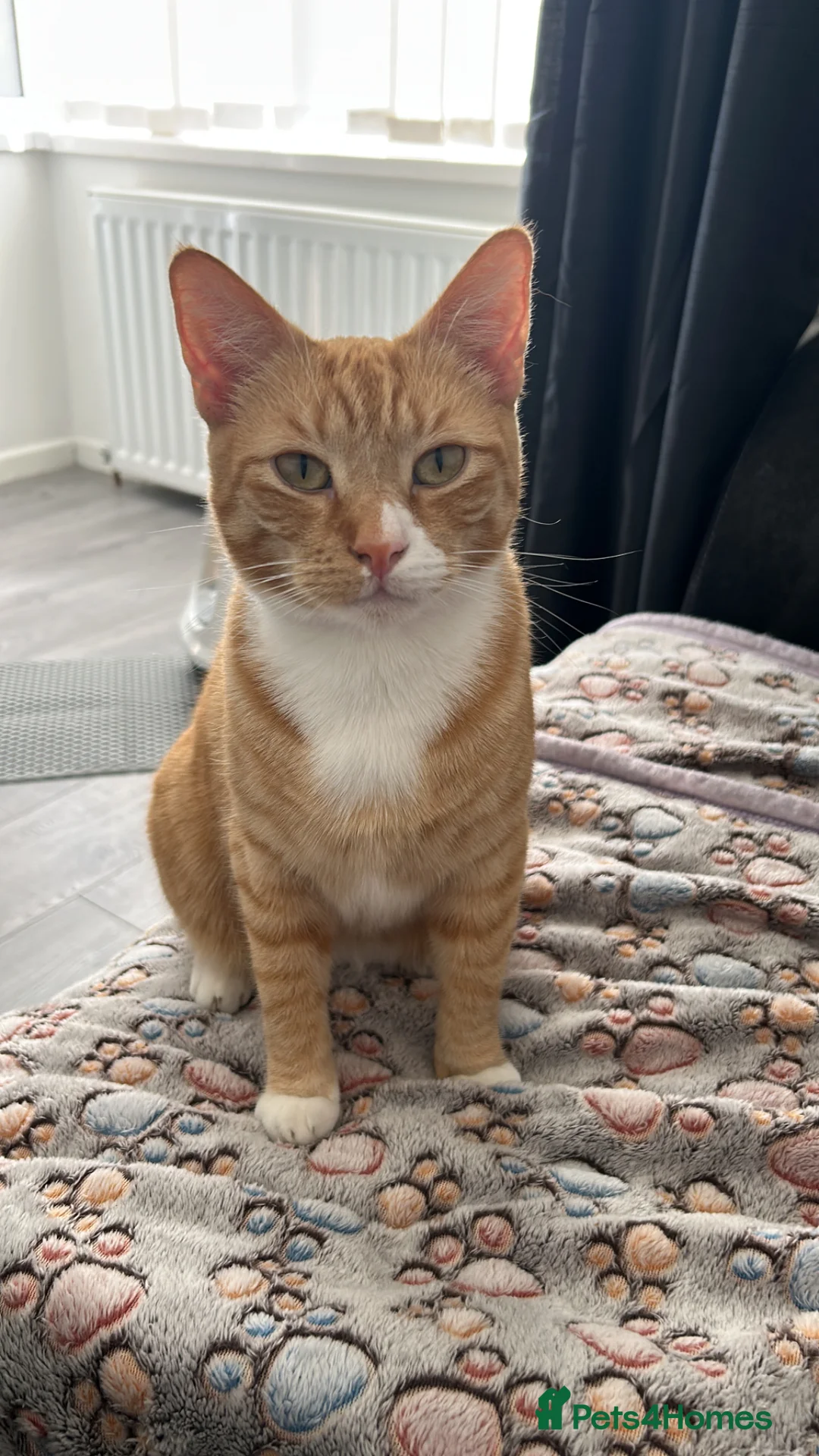 American Shorthair cats for sale: Meet Tigs - Advert 2