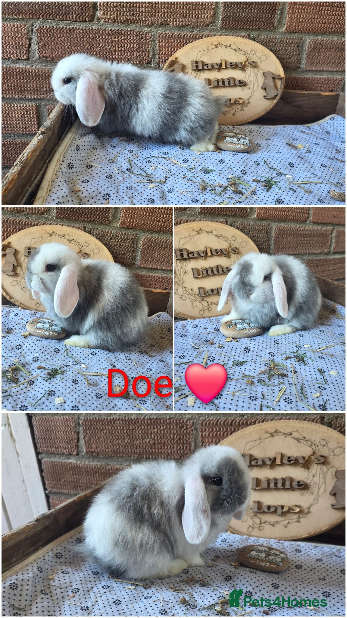 Mini Lop rabbits Gorgeous pure breed mini lops  - Advert 1