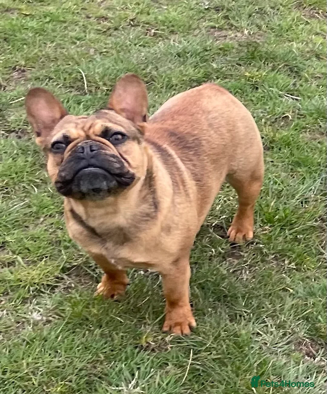 French Bulldog dogs for sale: KC HEALTH TESTED FRENCH BULLDOGS SPAYED GIRLS  - Advert 12