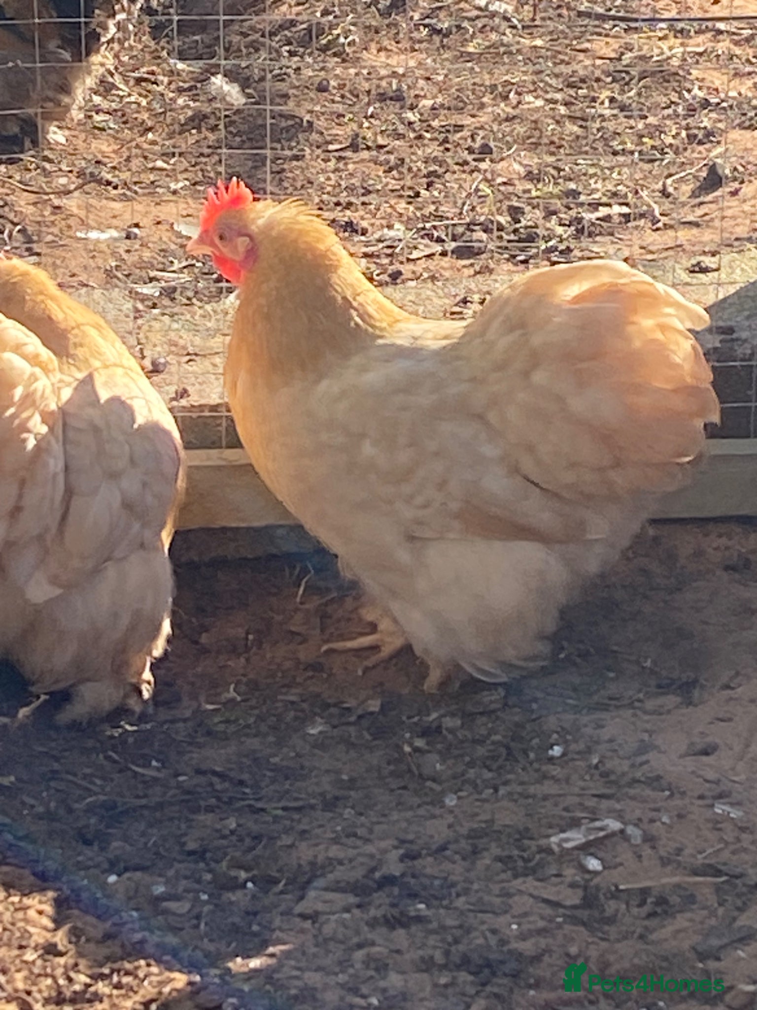 Chickens poultry Pure breed Peking Bantams ready for sale - Advert 2
