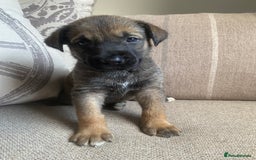 Mixed Breed dogs for sale: Cane corso X Alaskan malamute surprise litter  - Image 15