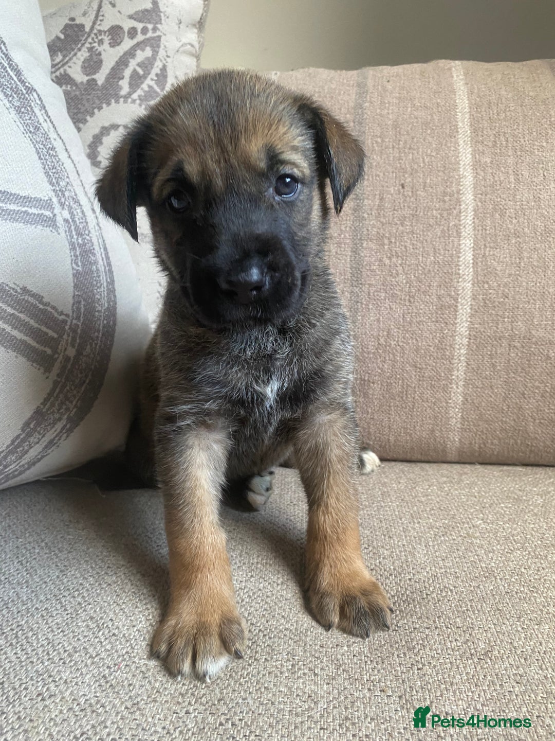 Mixed Breed dogs for sale: Cane corso X Alaskan malamute surprise litter  - Image 15