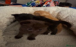 Domestic Shorthair cats for sale: Beautiful kittens looking for their forever home - Image 4