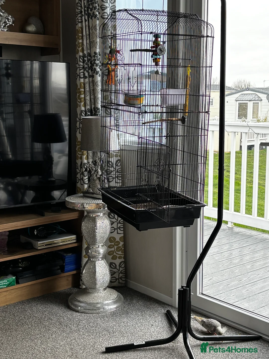 Cockatiels birds for sale: Male cockatiel  in Sheerness - Advert 2