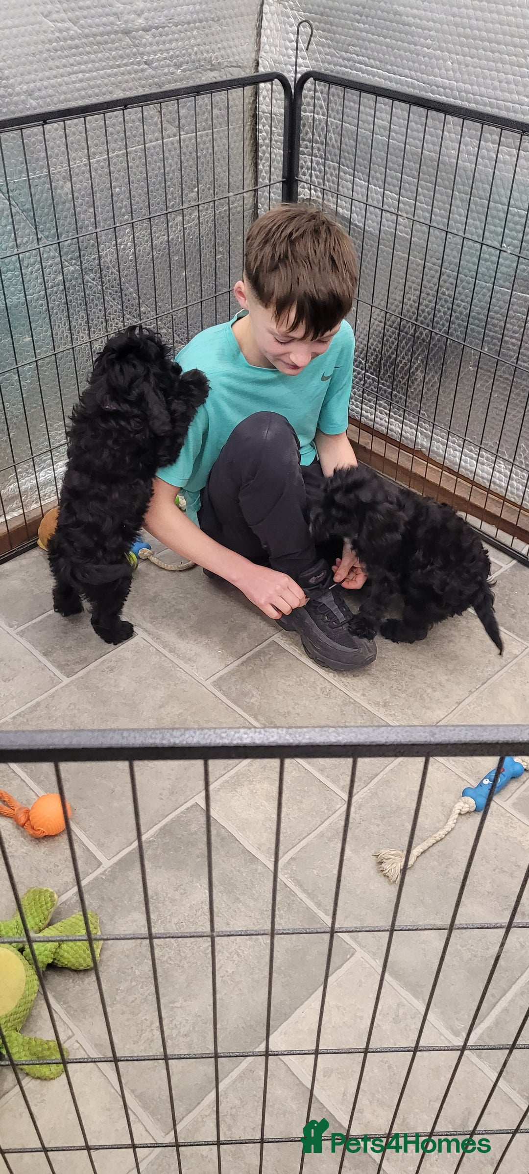 Cockapoo dogs for sale: 3 Stunning Black Girls F1 Show type cockapoos - Advert 20
