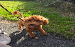 Miniature Poodle dogs for sale: STUNNING SOLID DARK RED FEMALE POODLE - Image 5