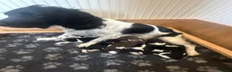 English Springer Spaniel dogs for stud: Heavily marked B&W FULLY HEALTH TESTED ESS - Advert 4