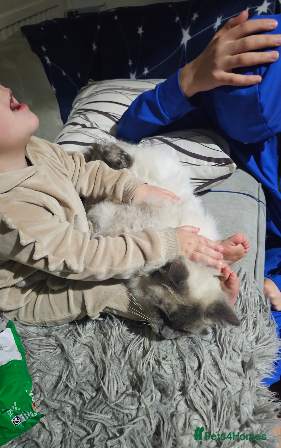 Ragdoll cats for sale:  beautiful Ragdoll cat - Advert 8