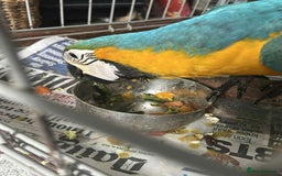 Macaws birds for sale: Hand reared blue & gold Macaw Chick - Image 11