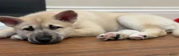 Huskita dogs for sale: Luna husky  - Advert 3