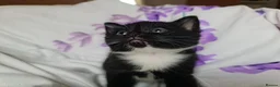 Mixed Breed cats for sale: Adorable & Playful Kittens Raised with Kids  - Advert 21