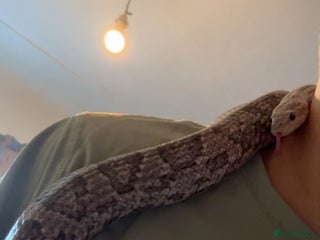 Corn Snake reptiles female corn snake for good home only - Advert 1