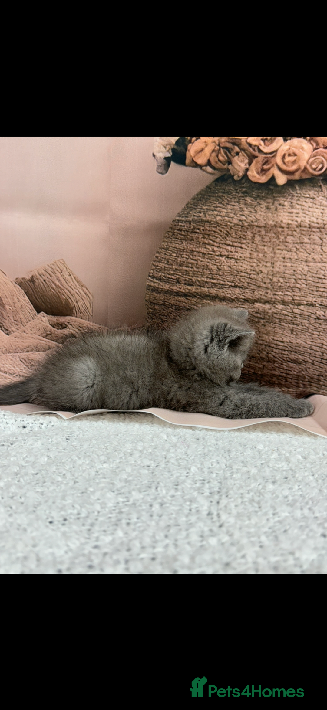 Exotic cats for sale: exotic  - Image 5