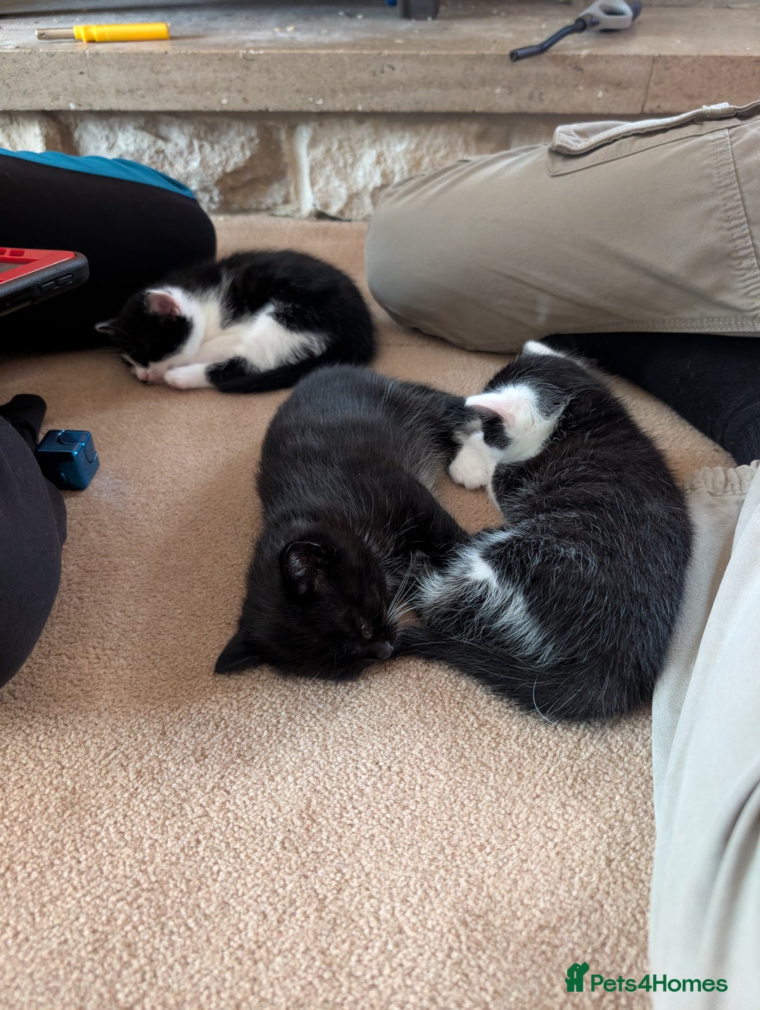 Mixed Breed cats for sale: Kittens - Advert 3
