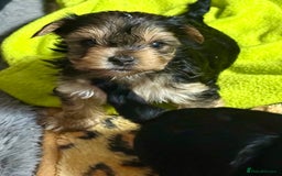 Yorkshire Terrier dogs for sale: Miniature Yorkshire terrier puppies  - Image 4