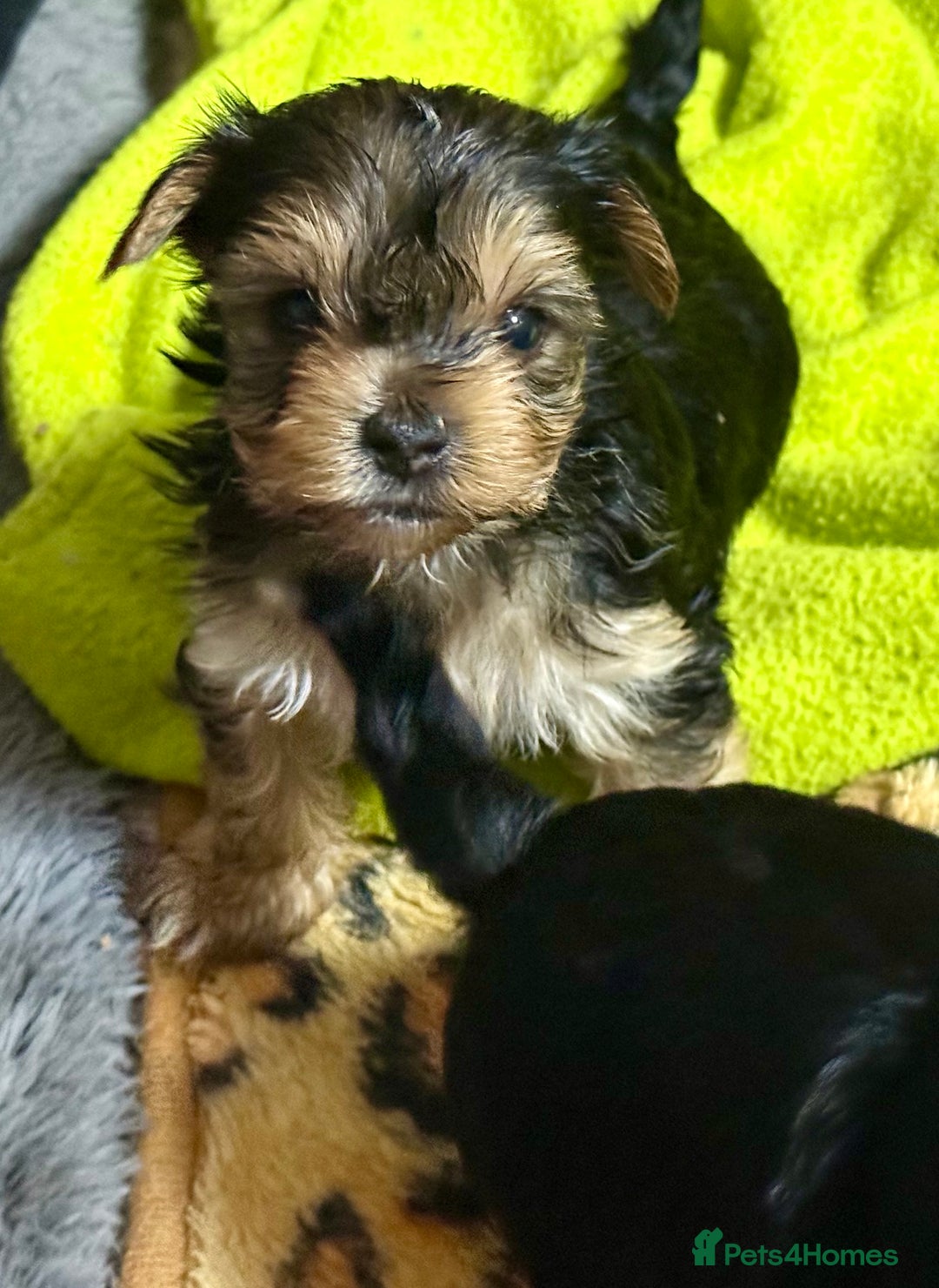 Yorkshire Terrier dogs for sale: Miniature Yorkshire terrier puppies  - Image 4
