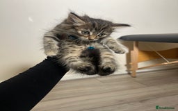 Domestic Shorthair cats for sale: 4 Kittens ready to find their forever home🐾 - Image 2