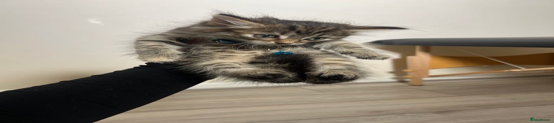 Domestic Shorthair Kitten 4