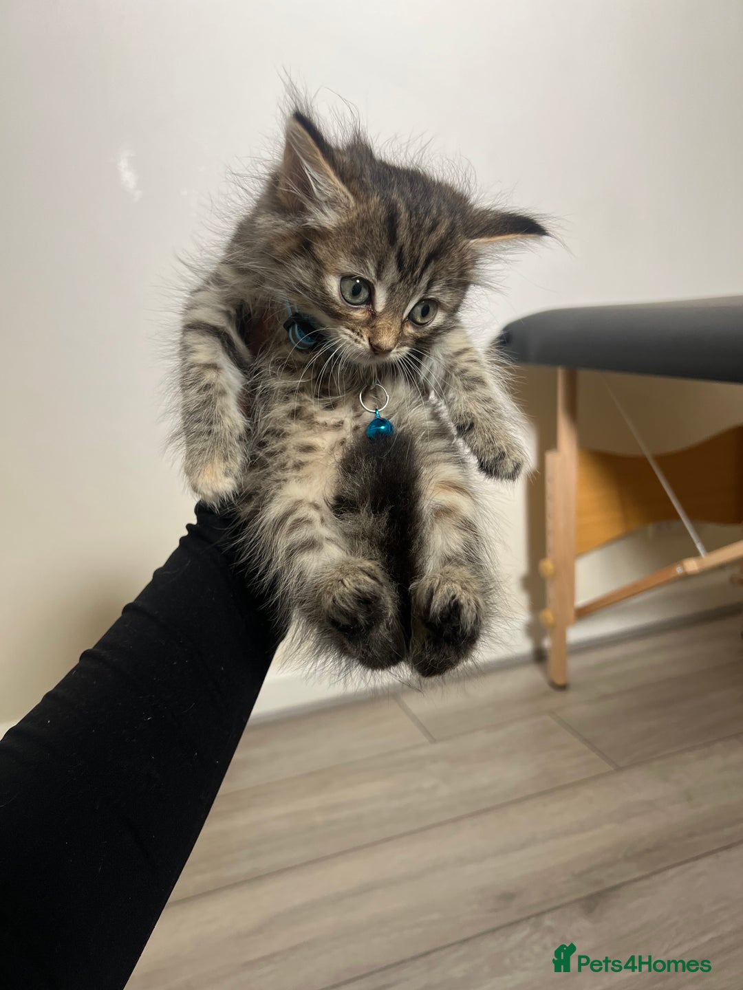 Domestic Shorthair cats for sale: 4 Kittens ready to find their forever home🐾 - Image 2