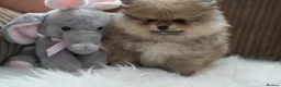Pomeranian dogs for sale: Four small cute pups  - Advert 3