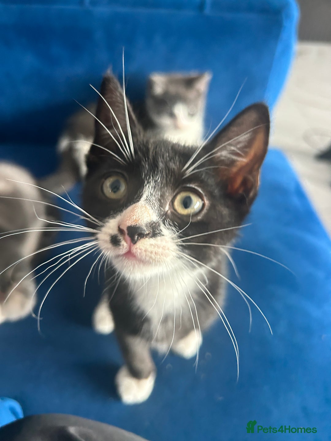 Mixed Breed cats for sale: Cute babies for sale! - Image 3