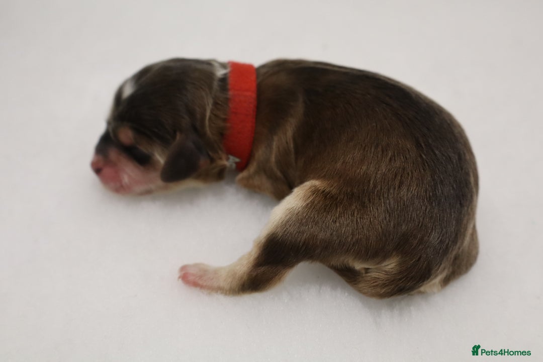 Cockapoo dogs for sale: 5 * BREEDERS, ELITE COCKAPOOS F1 PUPPIES - Advert 17