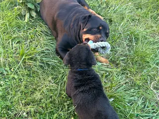 Rottweiler dogs Beautiful Rottweiler Pup For Sale! - Advert 9