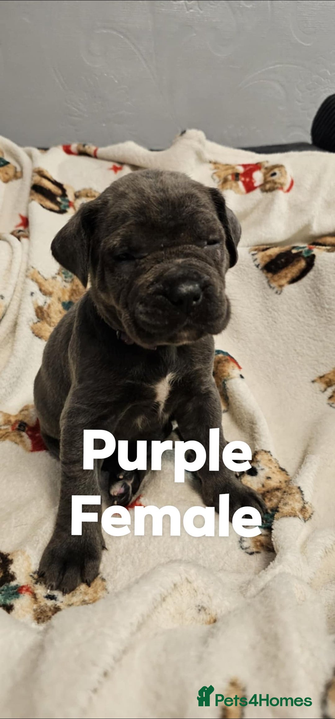 Cane Corso dogs for sale: Purebred Cane Corso Puppies – Ready to Reserve - Advert 6