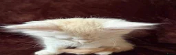 Maine Coon cats for sale: Maine Coon Cross Kittens  - Advert 8