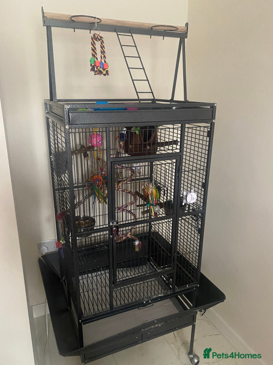 Conures birds for sale: Conure parrot  - Advert 5