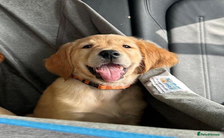 Golden Retriever dogs - Advert 4
