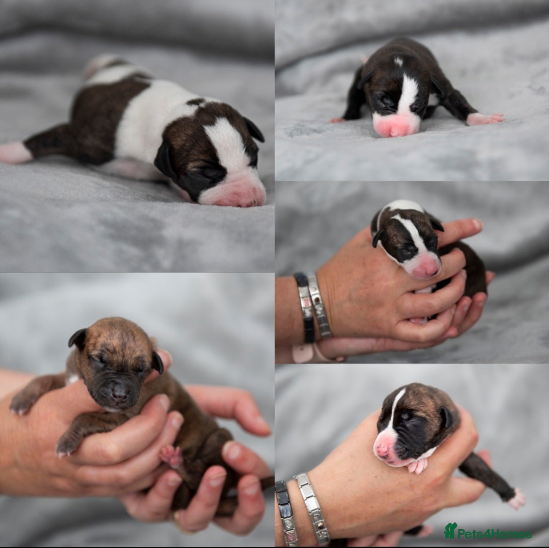 Whippet dogs 5 PUPPIES NOW AVAILABLE FROM BRACKENSWIFT  - Advert 1