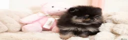 Pomeranian dogs for sale: Beautiful boys ready for their new homes  - Advert 6