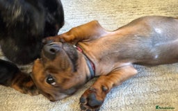 Miniature Dachshund dogs for sale: Miniature daschund Ready now - Image 6
