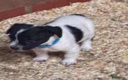 Mixed Breed dogs for sale: 5 stunning tiny miniature Chihuahua X terrier - Image 6