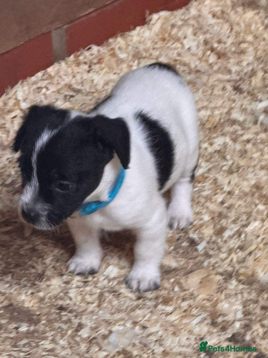 Mixed Breed dogs for sale: 5 stunning tiny miniature Chihuahua X terrier - Image 6