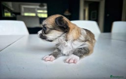 Chihuahua dogs for sale: Beautiful fluffy long haired chihuahuas - Image 14