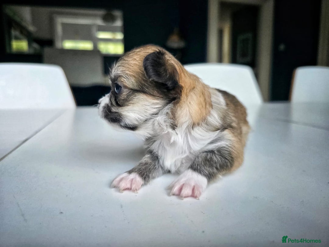 Chihuahua dogs for sale: Beautiful fluffy long haired chihuahuas - Image 14